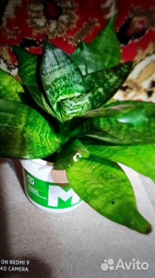 Сансев.,табл.пласт.,диффенбахия,расс. горшк,семена