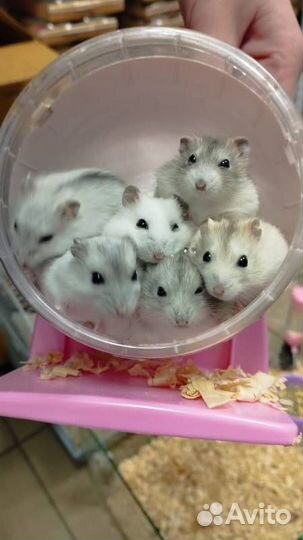 Джунгарские хомячки (джунгарики)