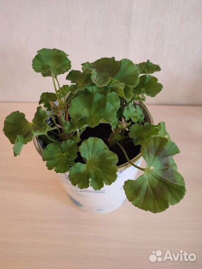 Герань пеларгония