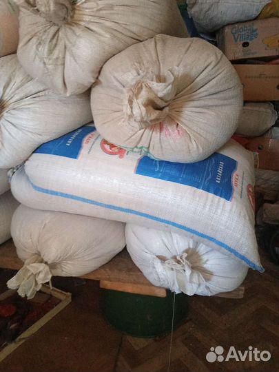 Пшеница яровая