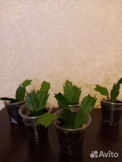 Зигокактус Шлюбмергера(декабрист)