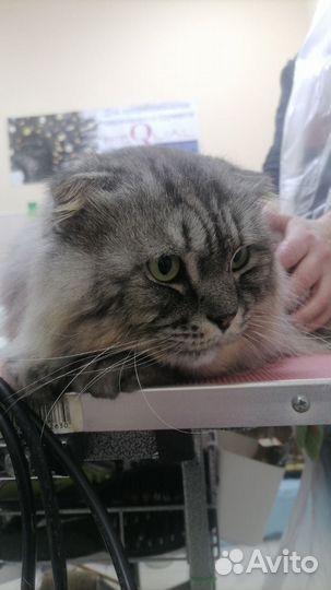 Вислоухий котик, самый ласковый на свете