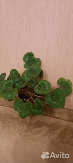 Комнатные цветы