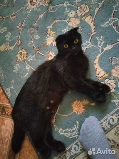 Кошка британка