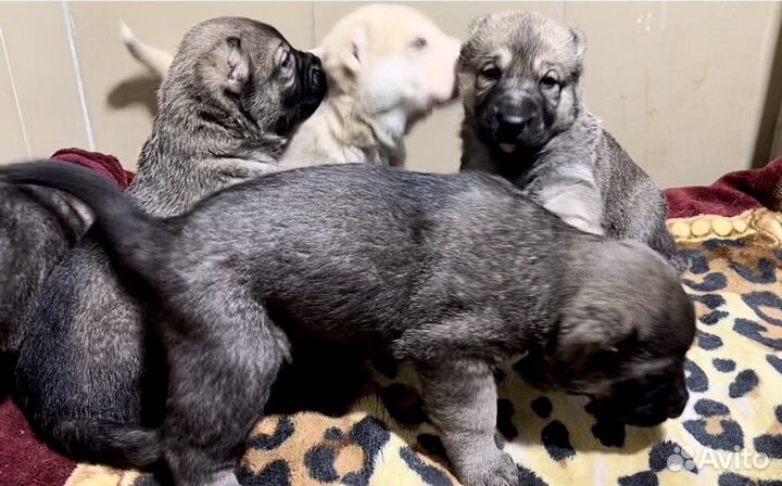 Настоящий Аборигенный Гампр-Щенки Эксклюзив