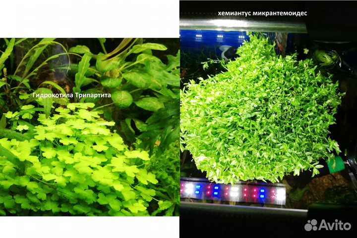 Аквариумные растения