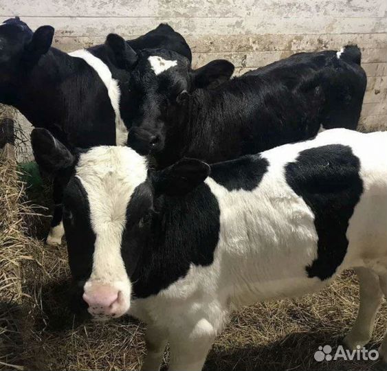 Телята отпоенные