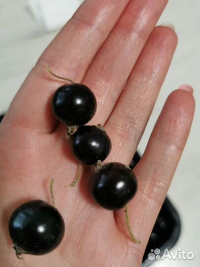 Смородина чёрная