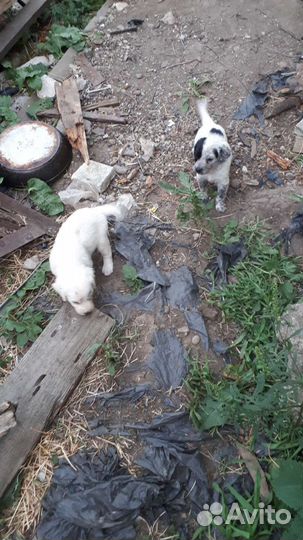 Щенки бесплатно