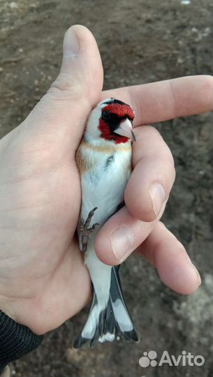 Певчие лесные птицы