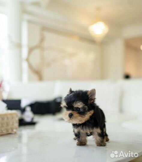 Йоркширский терьер микро самый короткий носик