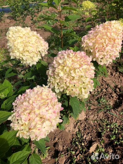 Гортензия метельчетая фантом