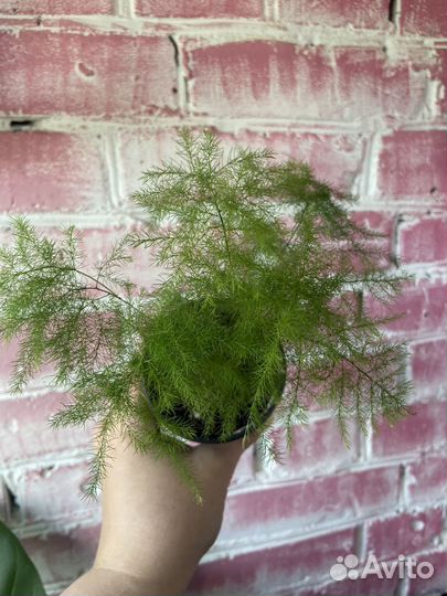 Аспарагус ситакус