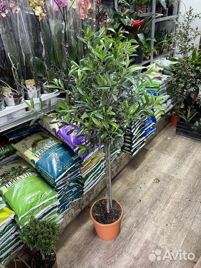 Олива штамбовая 125см