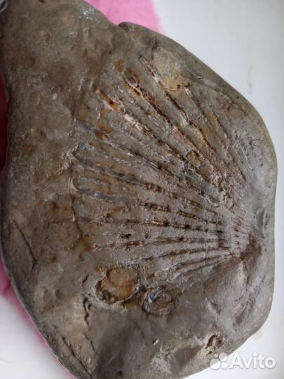 Отпечаток плавника