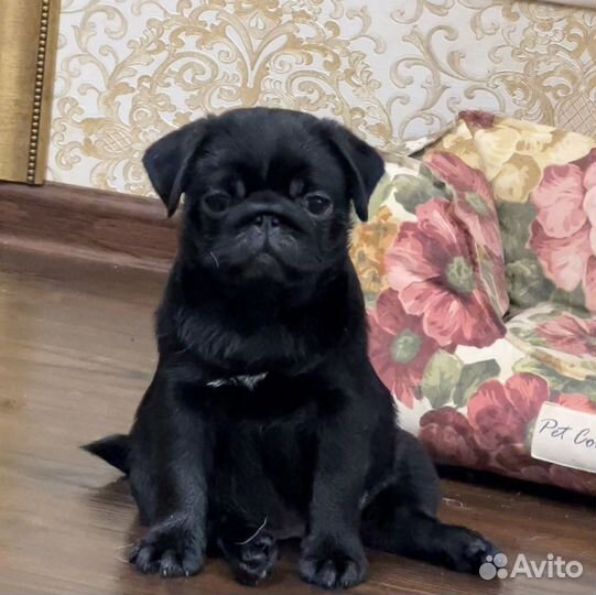 Черная девочка мопса