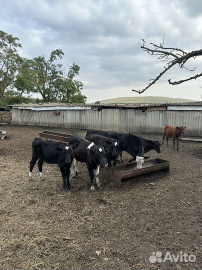 Бычки телки