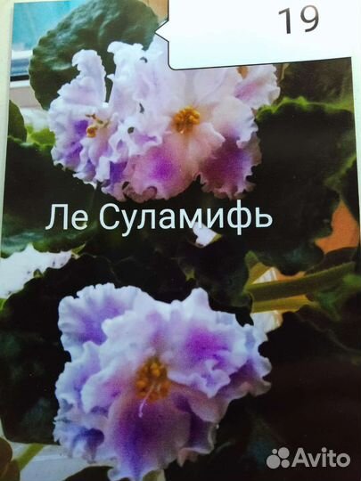 Фиалка Ле Суламифь