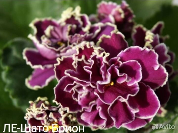 Фиалки (стартеры)