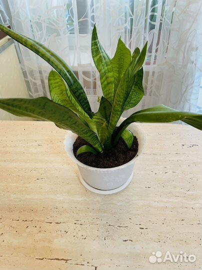 Сансевиерия(щучий хвост)