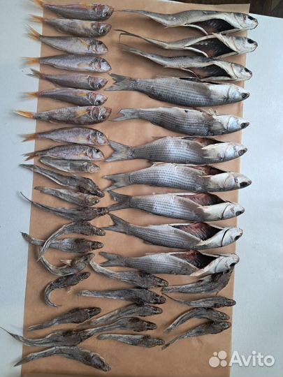 Провессная Барабуля Сарган Луфари Кефали Ставрида