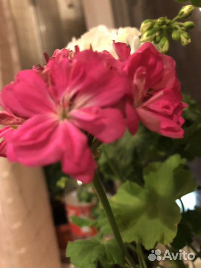 Пеларгония герань