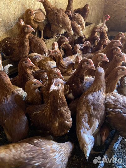 Куры Ломан Браун