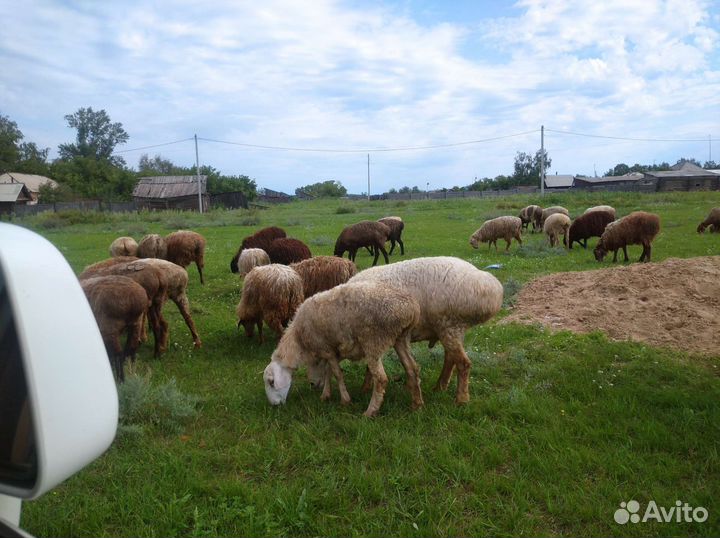 Курдючные бараны овцы