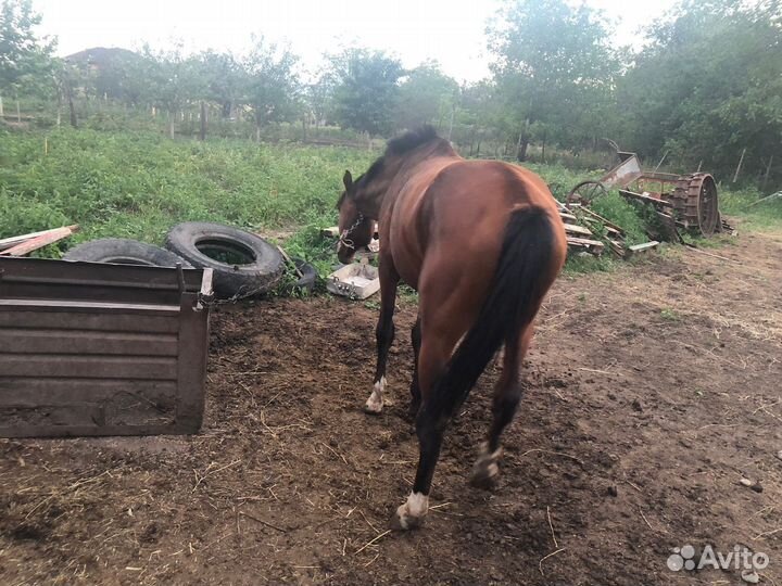 Лошадь рысак