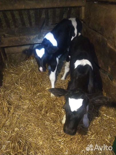 Бычки больше месяца