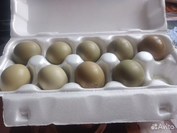 Яйца фазанов (инкубационные)