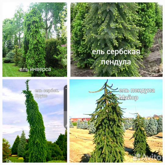 Ели и Кипарисовики