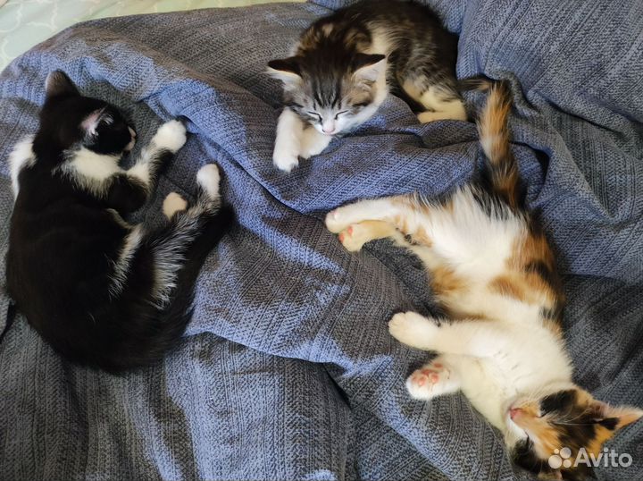 Котята в добрые руки