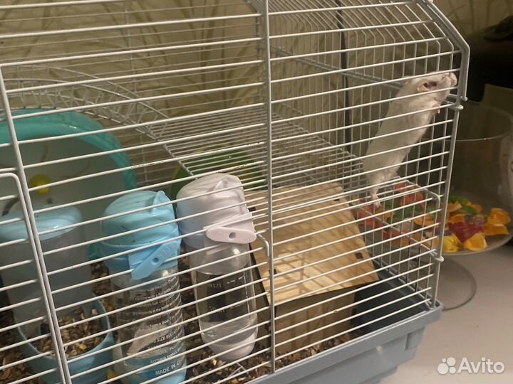 Хомячки альбиносы