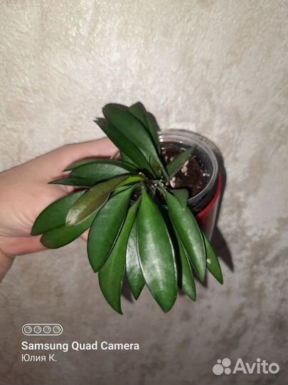 Хойя