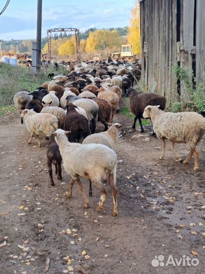 Курдючные бараны овцы