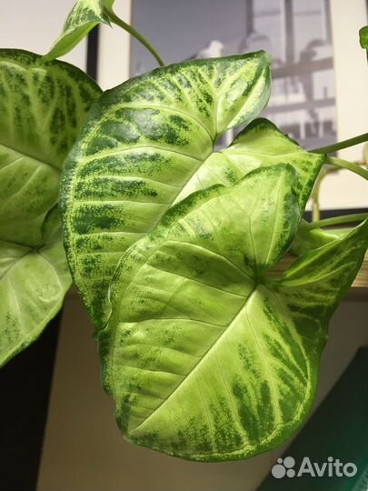 Сингониум взрослый лиана White Butterfly