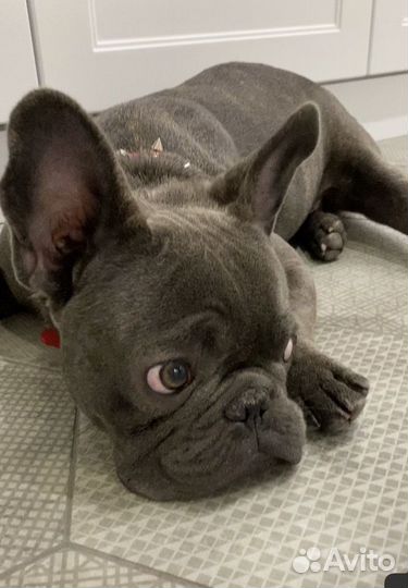 Вязка кобель