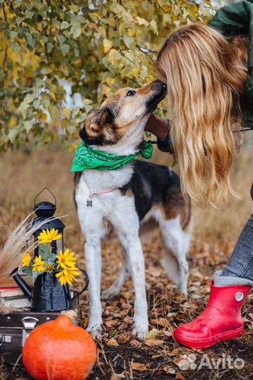 Зита-собаченька с изюминкой ищет дом