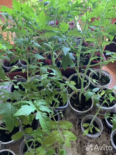 Рассада помидор перцев цветов