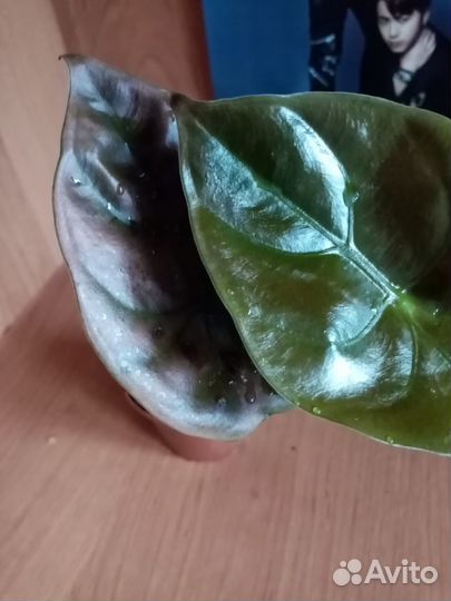 Алоказия cupera RED