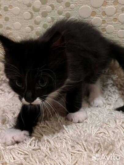 Кошки в добрые руки бесплатно