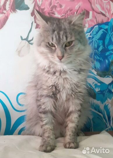 Кошка в дар бесплатно в хорошие руки