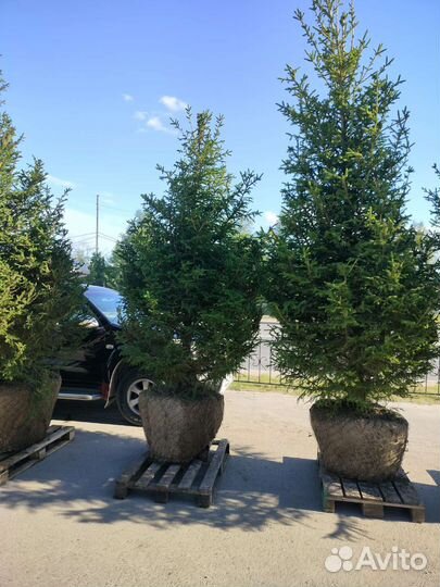 Ель, ёлка, ёлочка