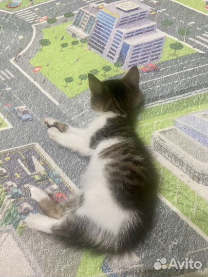 Кошка в дар бесплатно