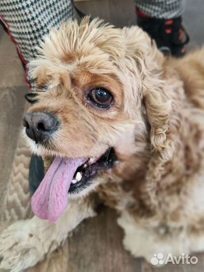 Кокер спаниель