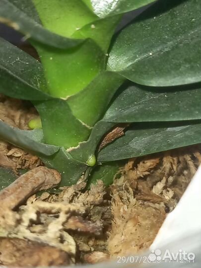 Орхидея фаленопсис