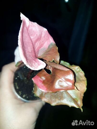 Сингониумы сортовые