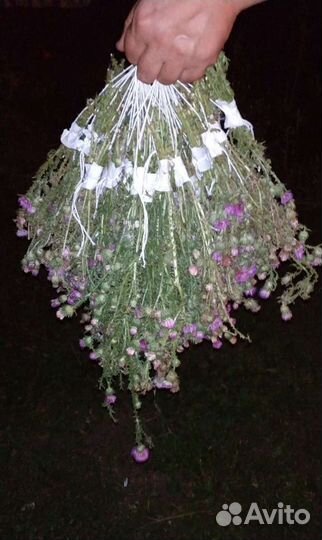 Чертополох сухоцвет букет