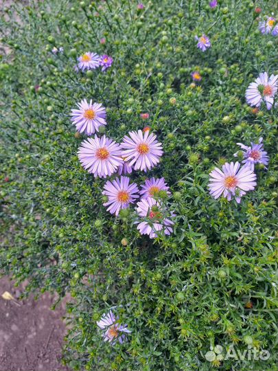 Астра многолетняя